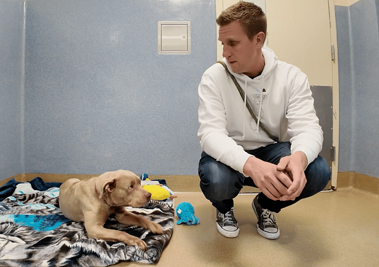 Sitting With Dogs - Star