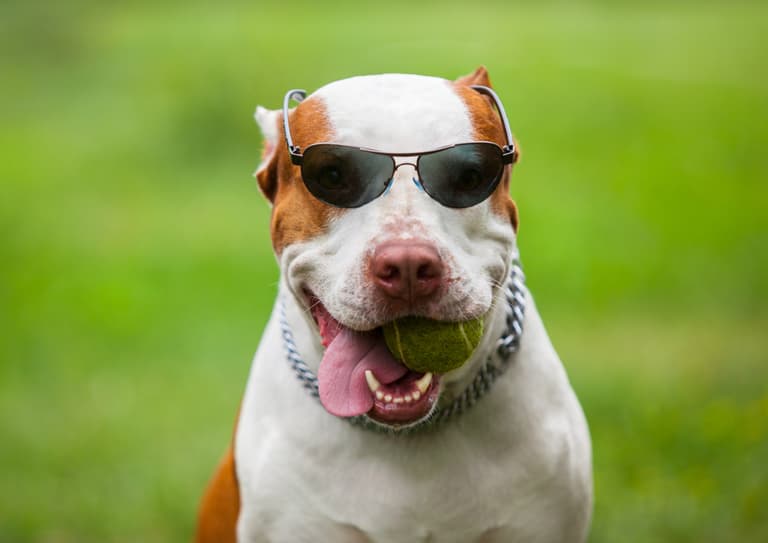 Pitbull Dog Names
