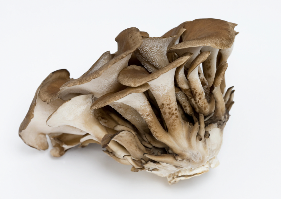 Can Dogs Eat Mushrooms?