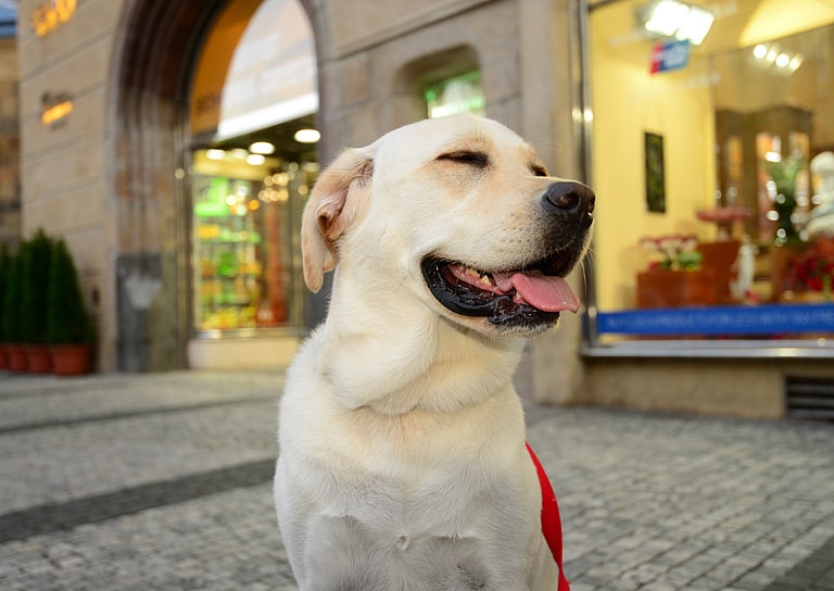 Labrador Retriever Names