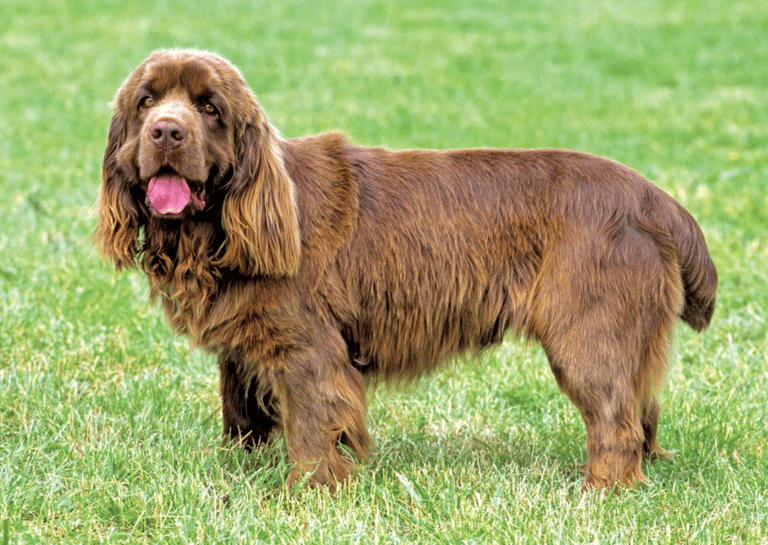 Dog Breeds On The Brink Of Extinction - Sussex Spaniel
