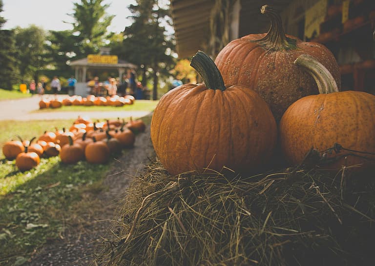 Is Pumpkin Good for Dogs?