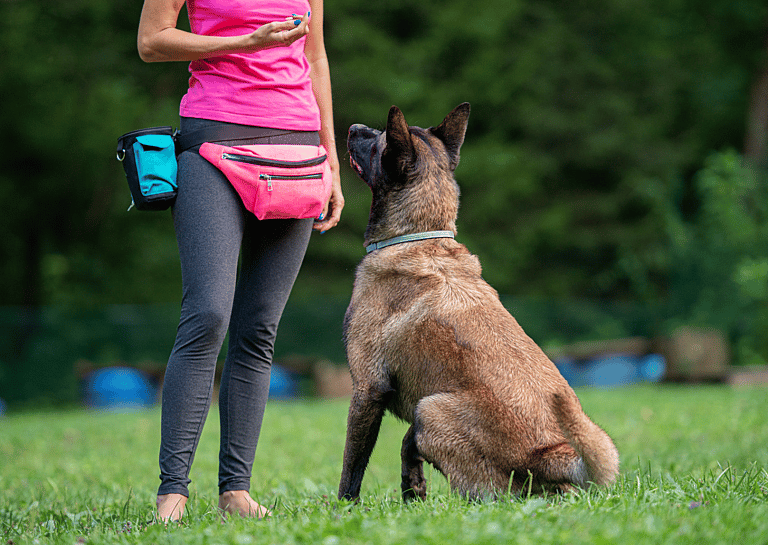 Smartest dog breeds - Belgian Malinois