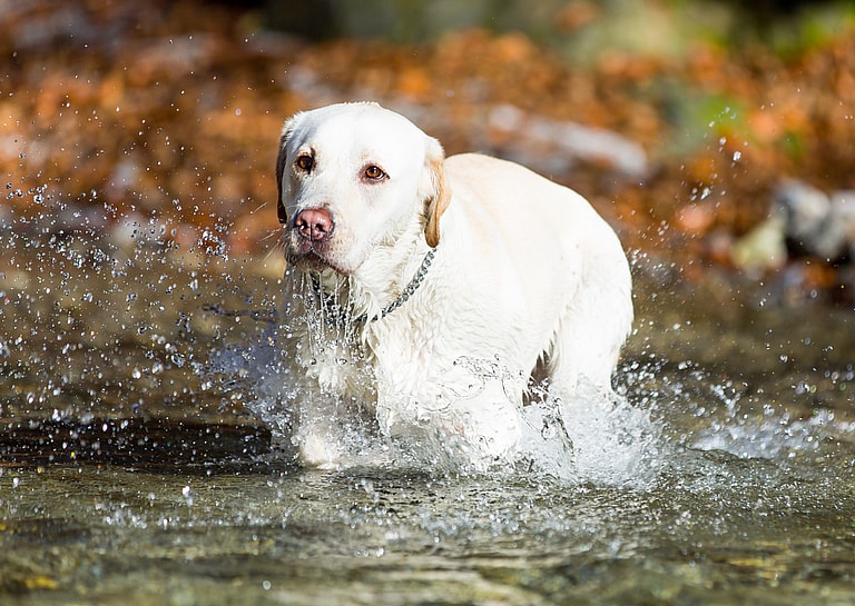 Labrador Retriever Names
