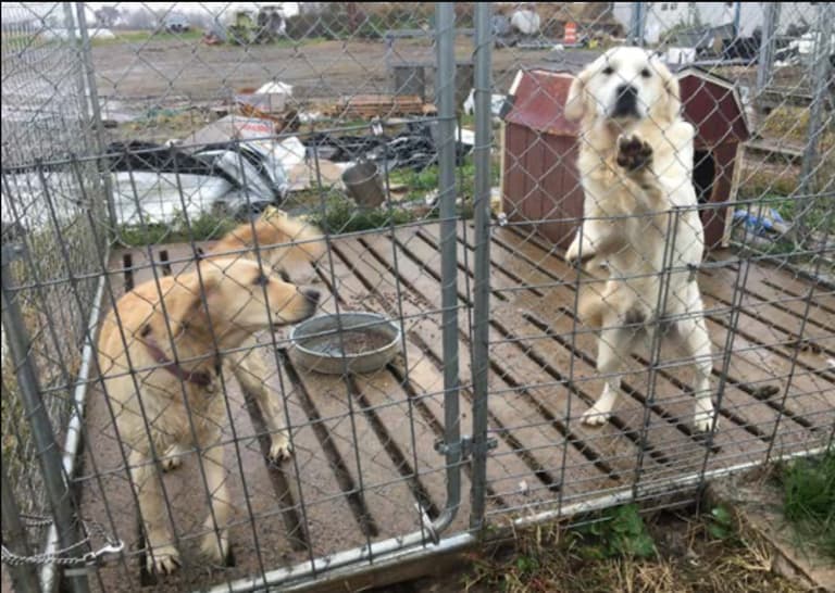 Backyard Breeder - Puppy Mills