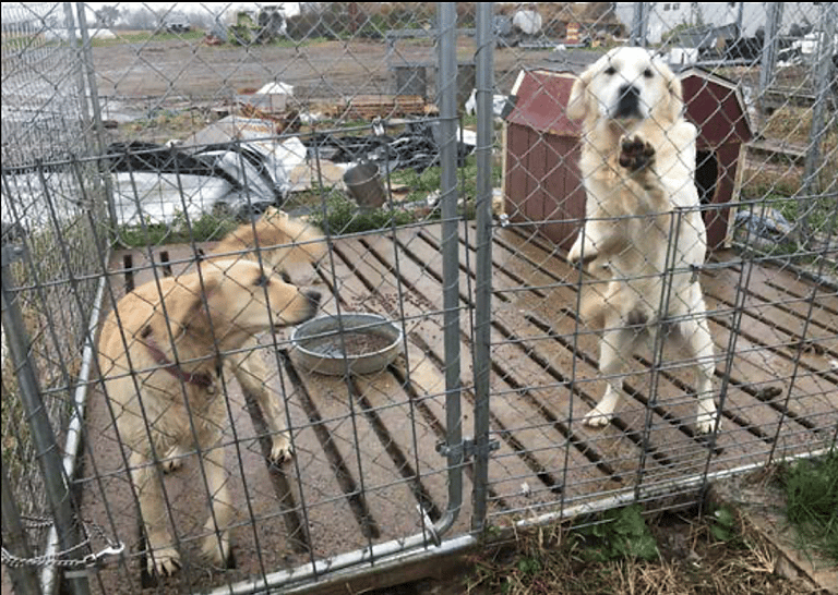 Backyard Breeder - Puppy Mills