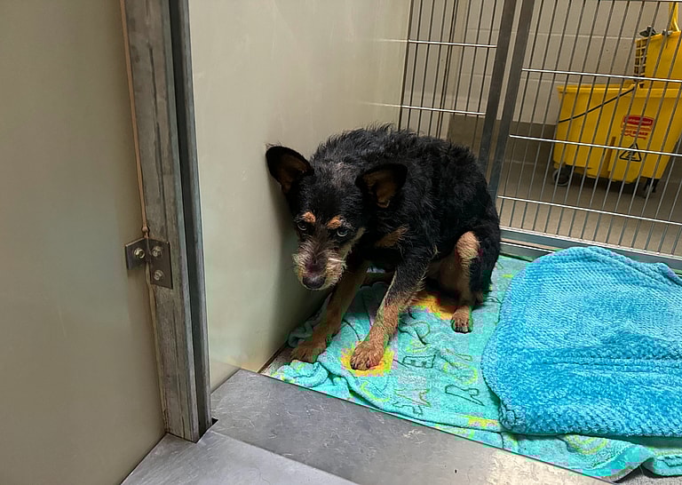 sitting with dogs TRAVIS