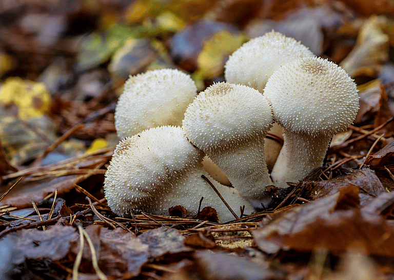 Can Dogs Eat Mushrooms?