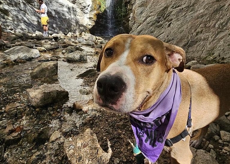 Pittie Mix Overlooked At Shelter For Half His Life Gets One Last Shot At Finding a Home