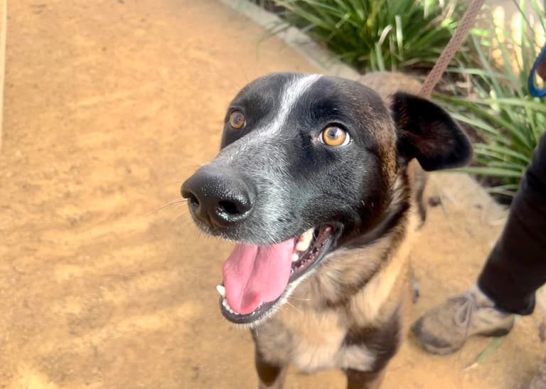 Belgian Malinois Found in Unlikely Place
