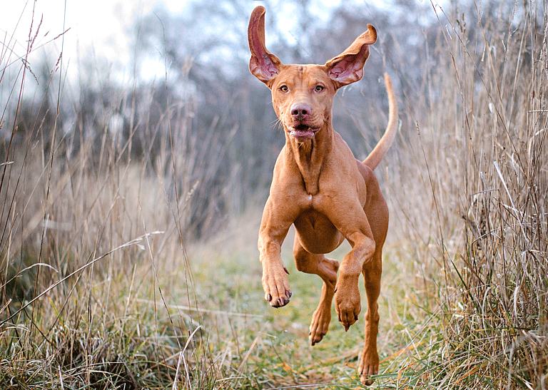 Fastest Dog Breeds