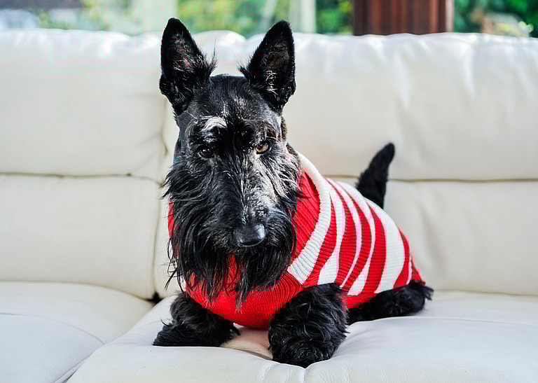 Barking dogs - Scottish Terrier