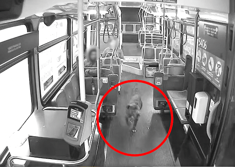 Lost Dog Weaves Through Dangerous City Traffic Until Saved by Kindhearted Bus Driver