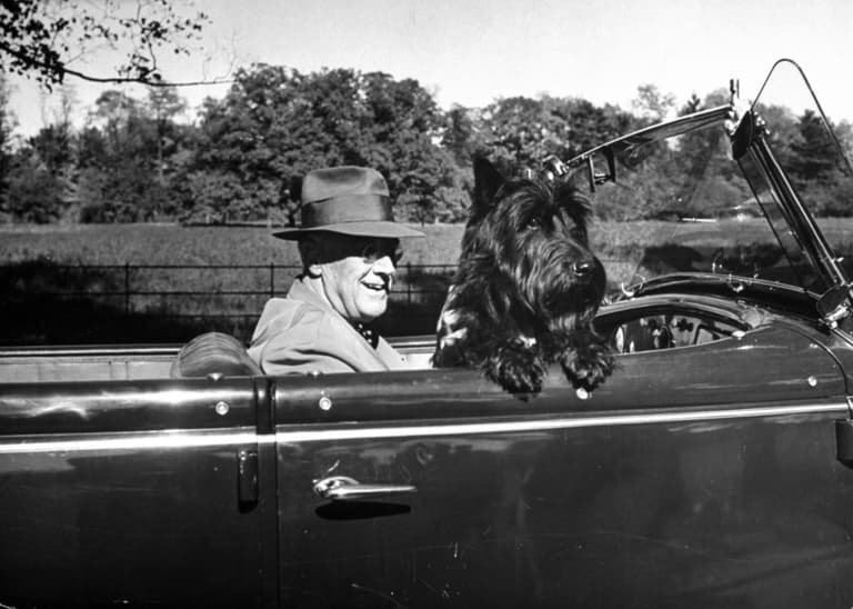 Fala, the Scottish Terrier of President Franklin D. Roosevelt. FDR dog