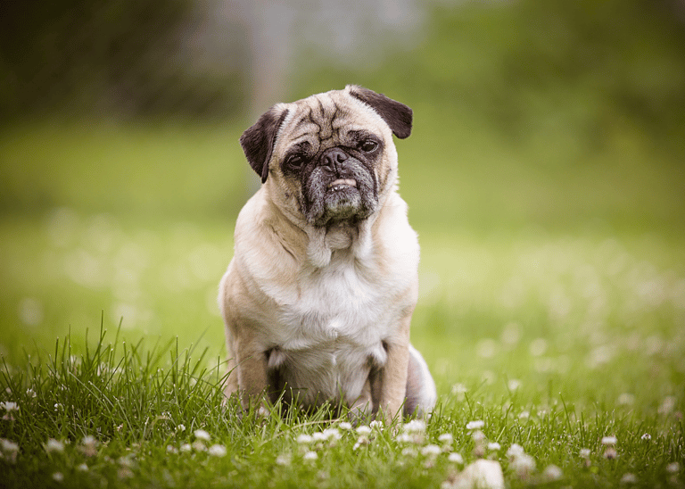pug names