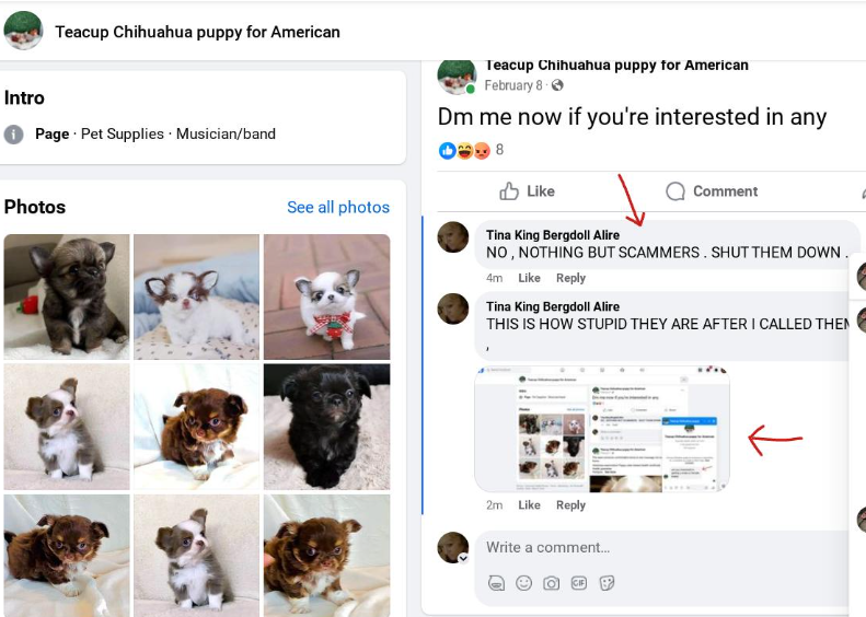 Thinking of a New Puppy? Experts Highlight 7 Red Flags That Could Signal a Scam