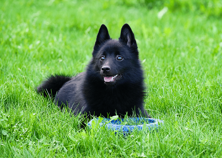 Schipperke Dog
