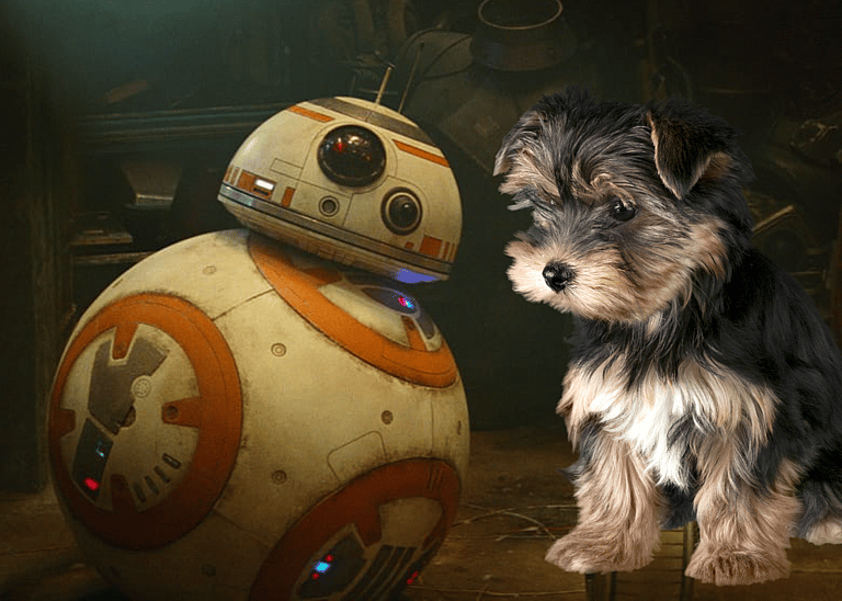 Star Wars Dog Names