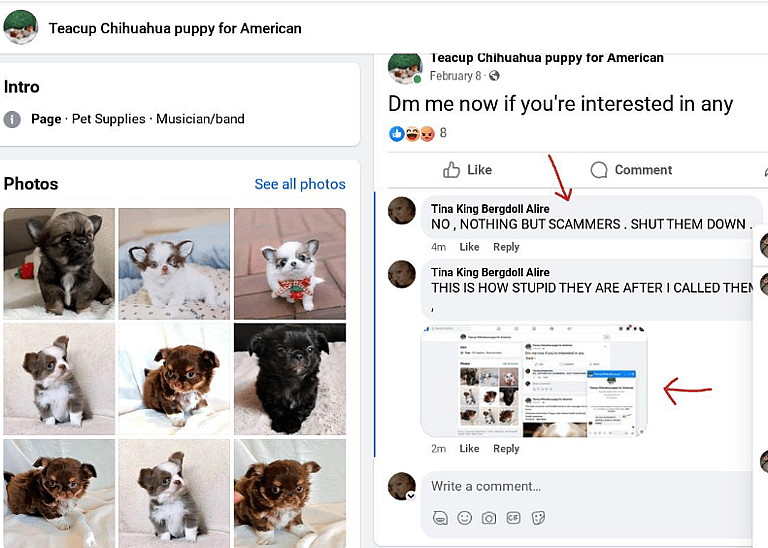 Thinking of a New Puppy? Experts Highlight 7 Red Flags That Could Signal a Scam