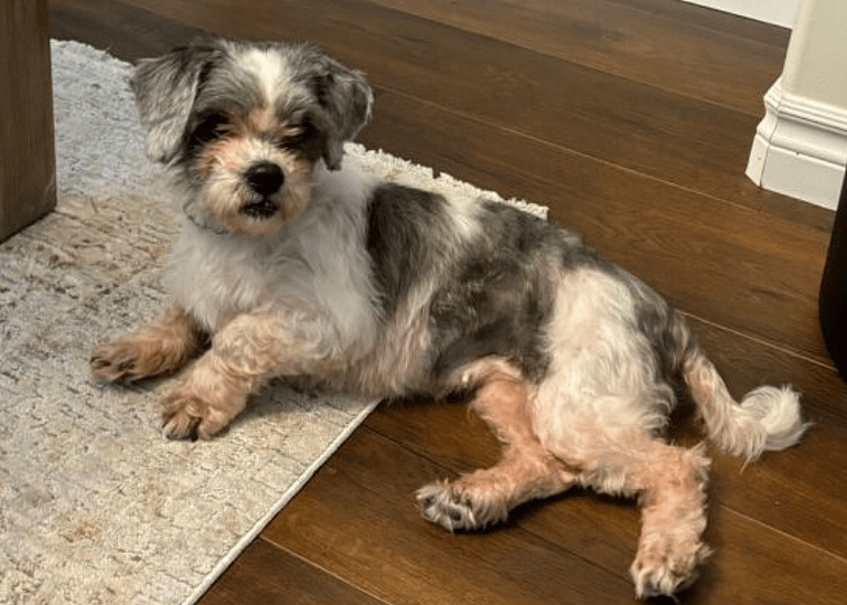 Found Abandoned in a Trailer, Severely Matted Lhasa Apso Now Looks Like a Whole New Dog