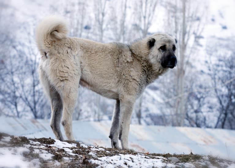Kangal Dog