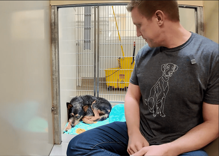 sitting with dogs TRAVIS