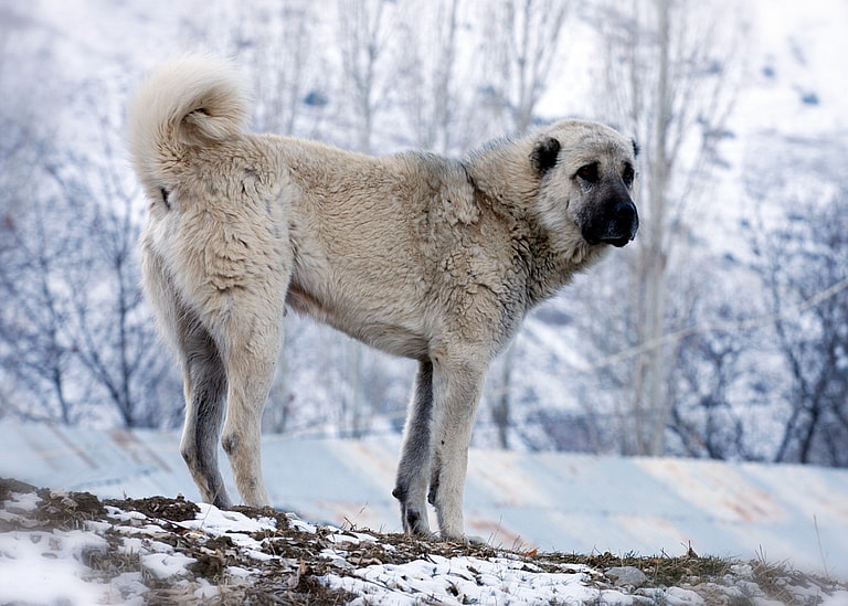 Kangal Dog