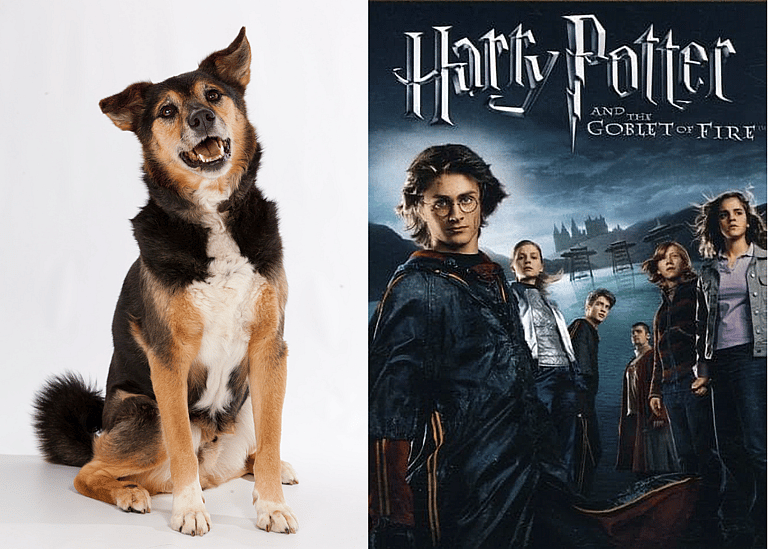 Harry Potter Dog Names