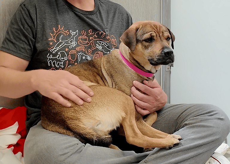 Sitting with dogs 39 - Dory