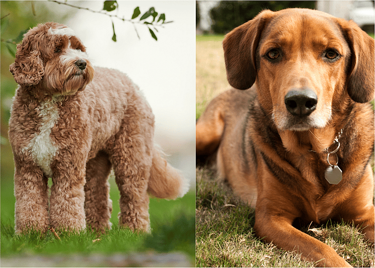 purebred vs mixed breed dogs