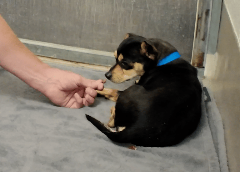 Sitting with dogs #50 Luke