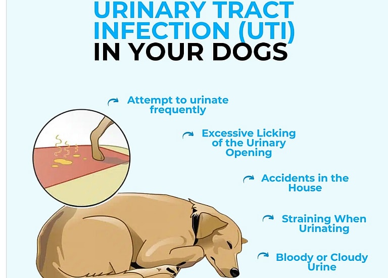 Dog UTI information