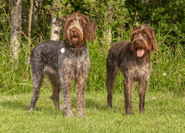 Hunting Dog Names 