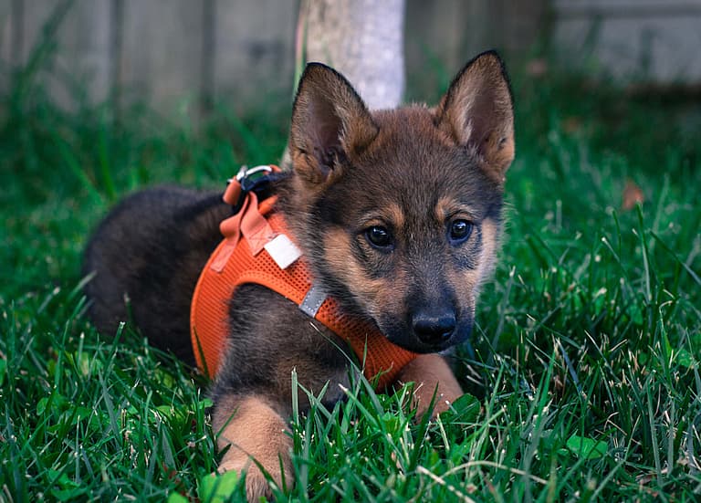 Sable German Shepherds