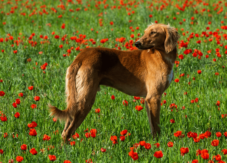 Oldest Dog Breeds - Tazy