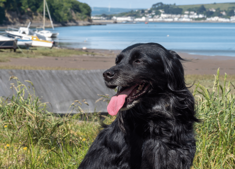 Black Dog Names