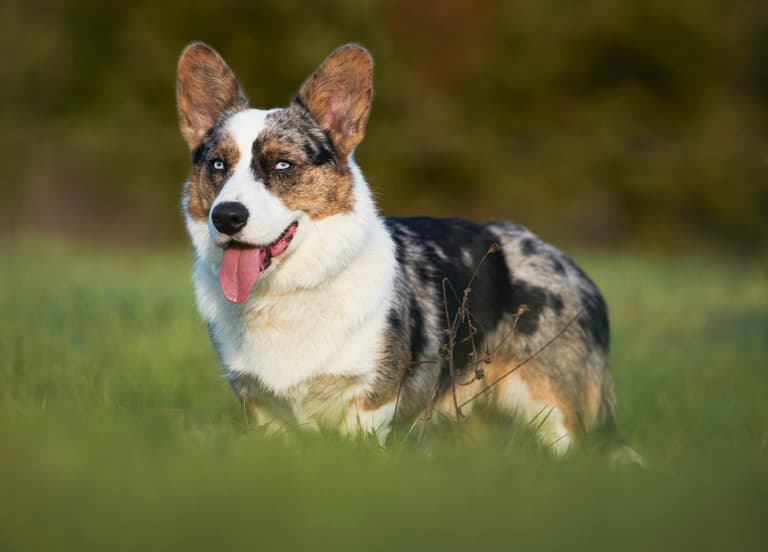 Corgi Names