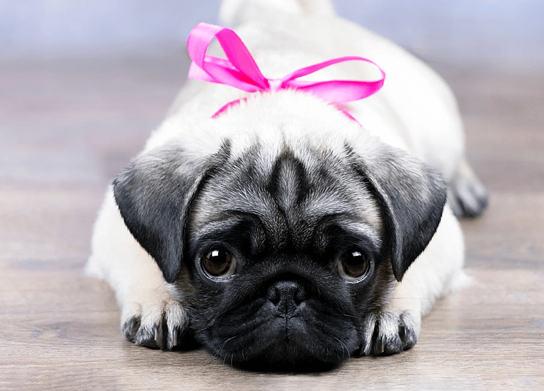 Pug Names