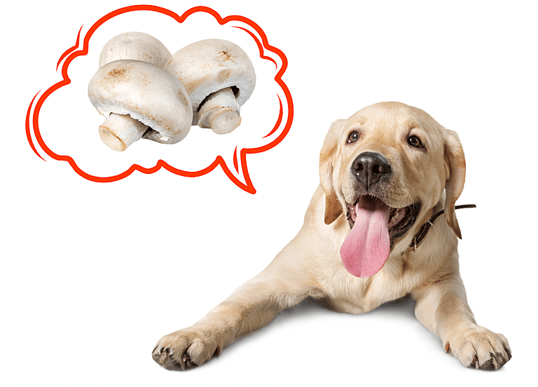 Can Dogs Eat Mushrooms?