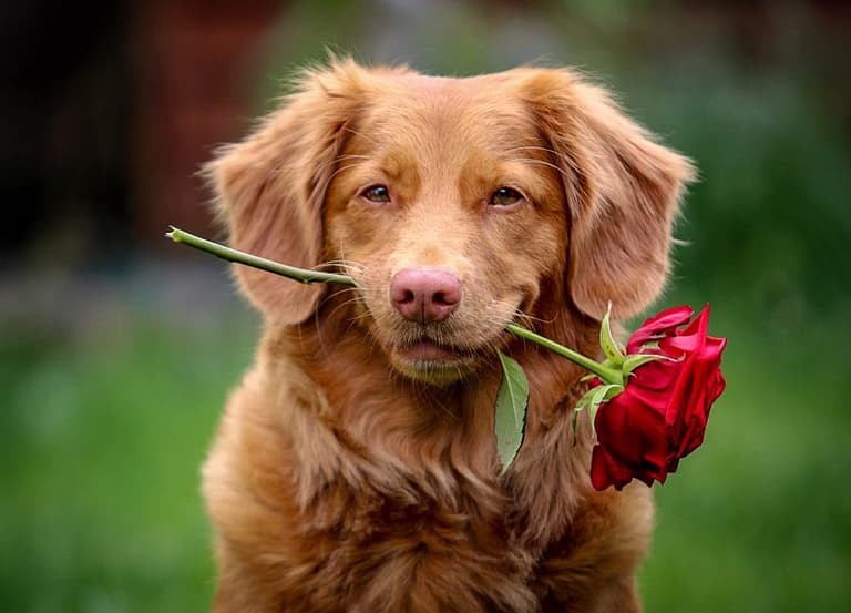 red golden retriever with a rose in mouth