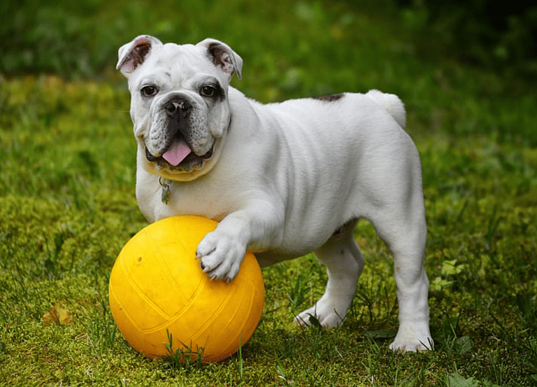 Irish Dog Names