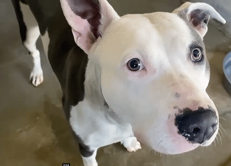 Abandoned Pitbull Left on Highway in Wire Crate Greets Rescuer with Sweetest Gesture