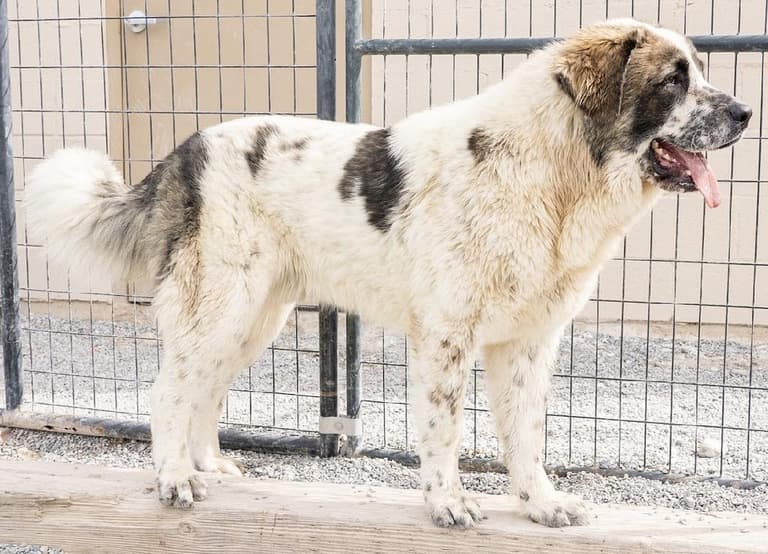 Rescued From Scorching Nevada Desert: St. Bernard's Ordeal Leaves Him Seeking Loving Home