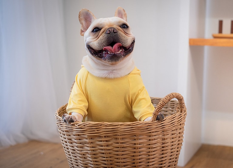 America's Most Popular Dog - French Bulldog