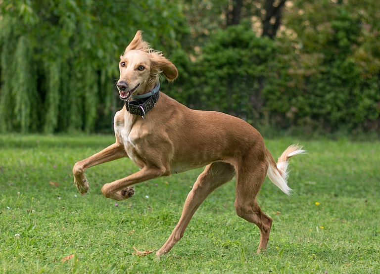 Divine Canine: The Saluki
