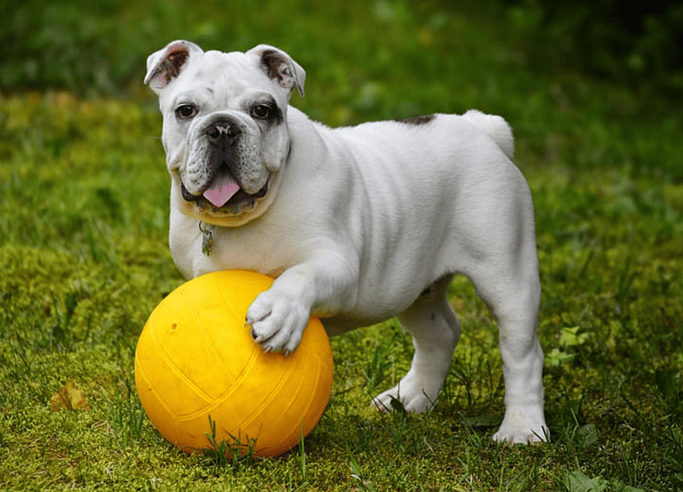 English Bulldog Names