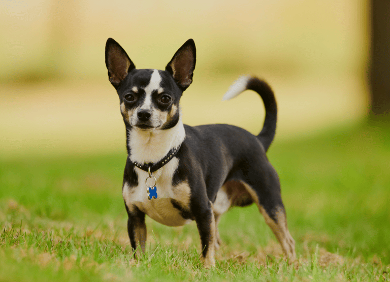 Dog Breeds Not Recommended for Small Children