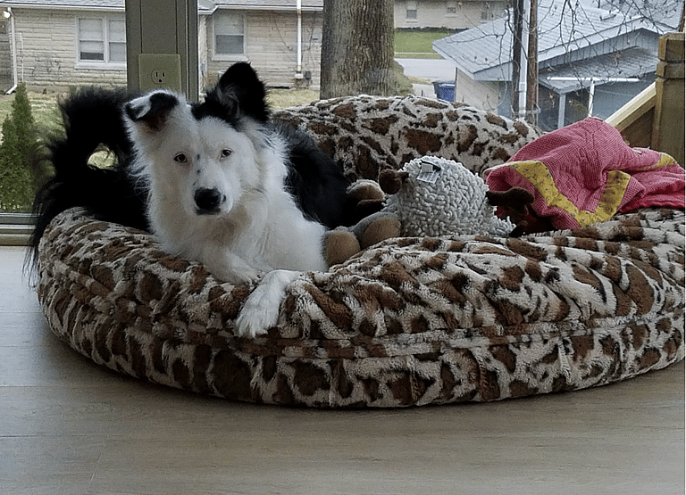 Dog Rescue: This Border Aussie Dog Was About to be Put Down, Until One Woman Changed Her Life