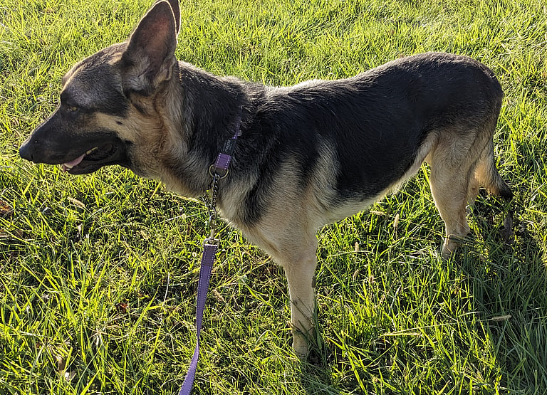 Lyon the German Shepherd looking for home