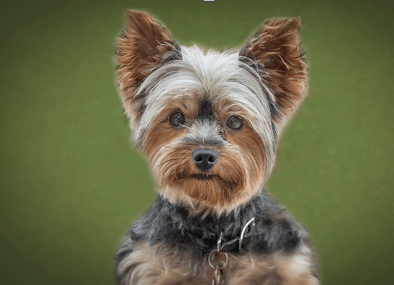 Rat catching dog: Tiny But Mighty: How One Small Dog Breed Revolutionized Pest Control in the 19th Century